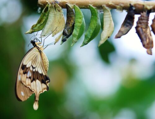 Transitions – Your Personal Transformation – Part 4